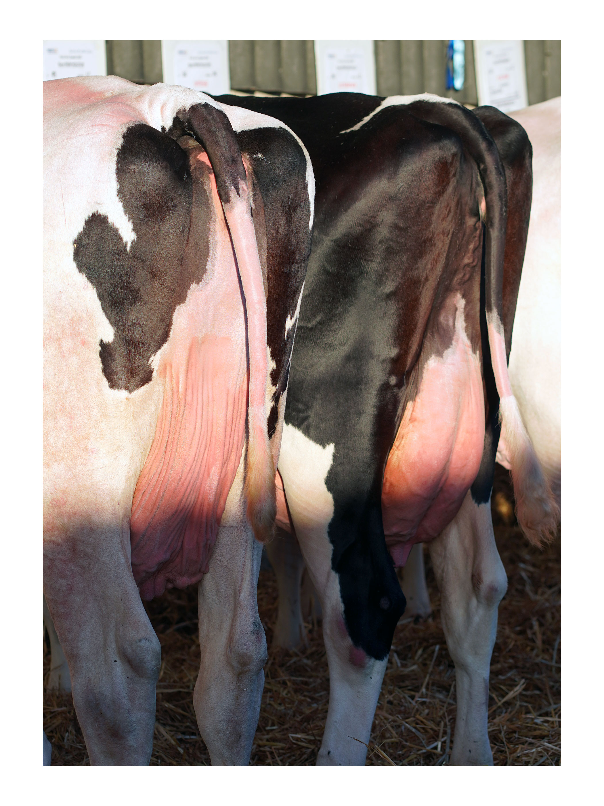 Foire Aux Fromages 2026 — 10/17