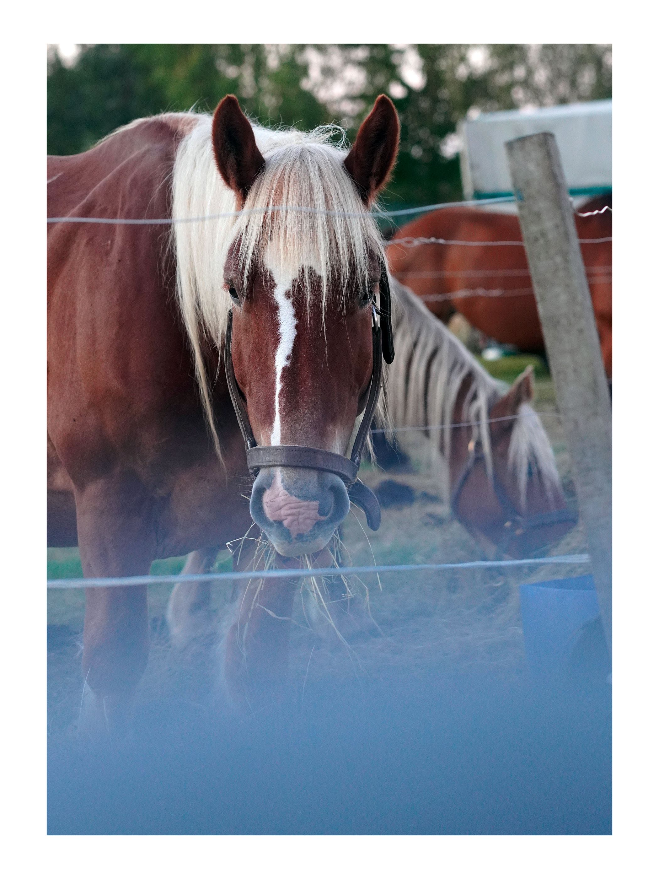 Foire Aux Fromages 2026 — 4/17