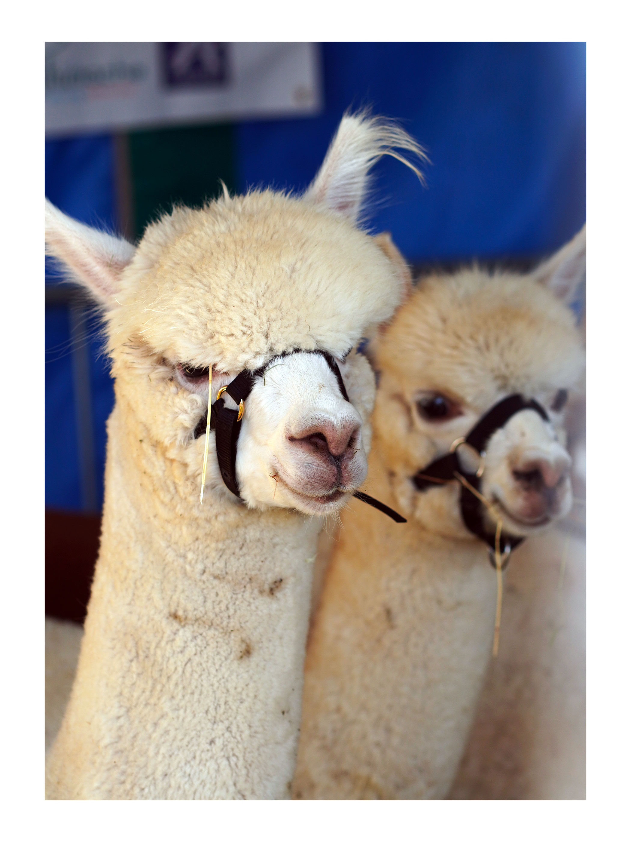 Foire Aux Fromages 2026 — 8/17