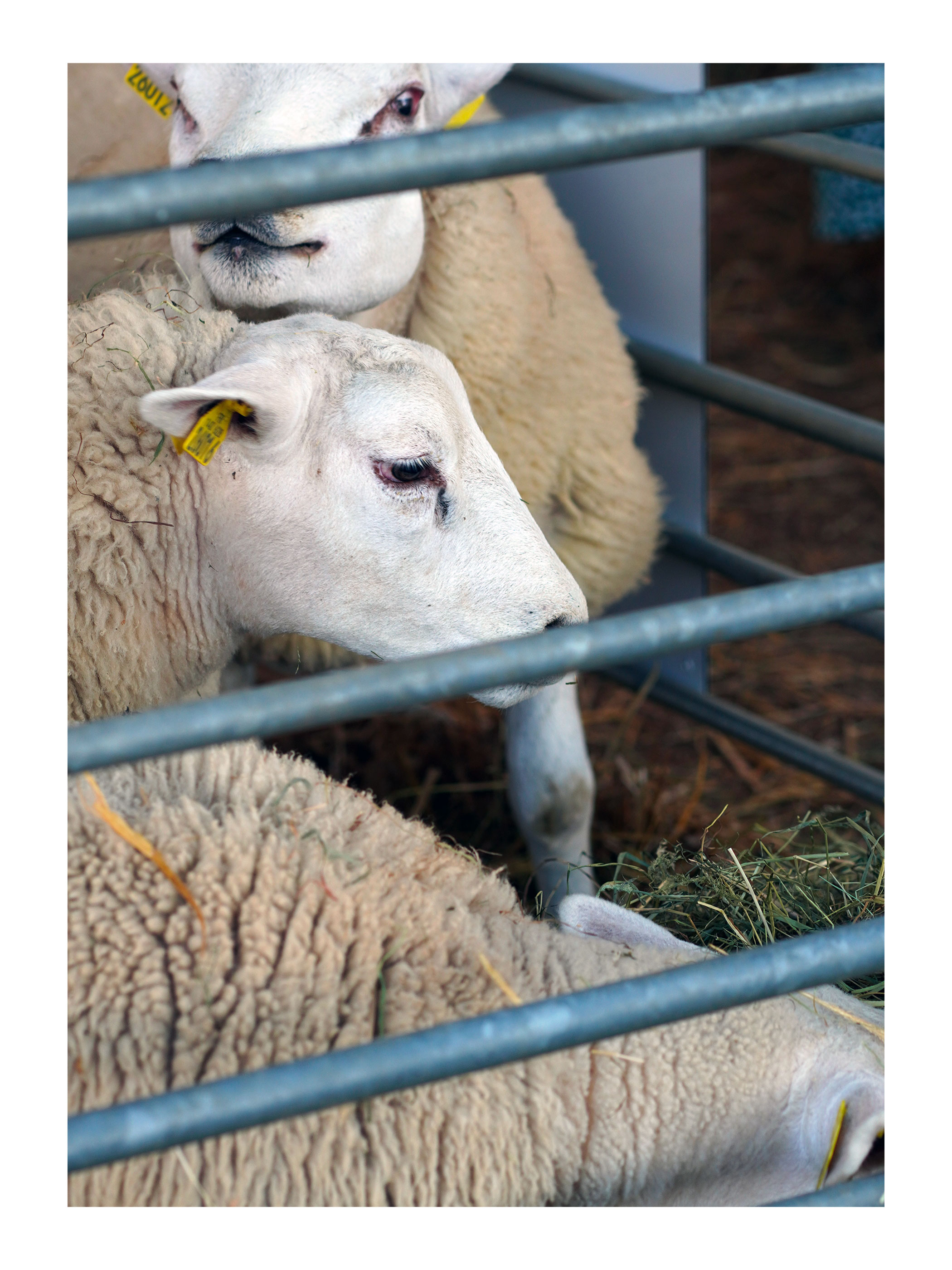 Foire Aux Fromages 2026 — 9/17